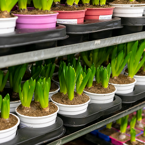 c42614c3a0576f0076539ec86636892e15f44cbe-300x300 11