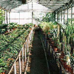 c42614c3a0576f0076539ec86636892e15f44cbe-300x300 2