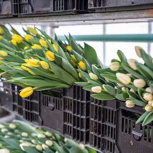 c42614c3a0576f0076539ec86636892e15f44cbe-300x300 5