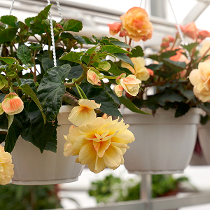 c42614c3a0576f0076539ec86636892e15f44cbe-300x300 6