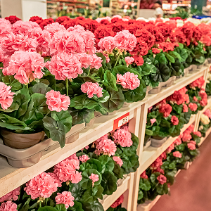 c42614c3a0576f0076539ec86636892e15f44cbe-300x300 9